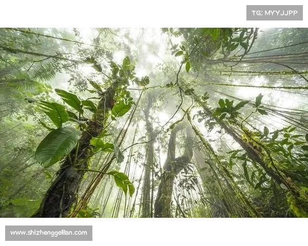神兽森林秘境五大奇幻生物揭秘与奇妙传说探秘 神兽森林秘境五大奇幻生物揭秘与奇妙传说探秘